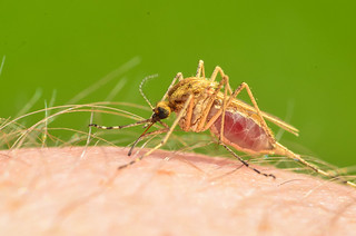 Mosquito - ♀
