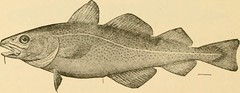 Anglų lietuvių žodynas. Žodis blennioid fish reiškia blennioid žuvys lietuviškai.