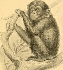Anglų lietuvių žodynas. Žodis guenon monkey reiškia guenon beždžionė lietuviškai.