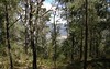 Lot 33 Pine Trees Ridge Fire Trail, Newton Boyd NSW
