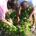 Marco and Giovanni discussing the pruning process for the zibebo grape • <a style="font-size:0.8em;" href="http://www.flickr.com/photos/62152544@N00/14413014744/" target="_blank">View on Flickr</a>