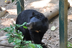 Another Asiatic Black Bear in the bear rescue centre
