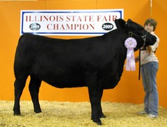 Res Div Champion Jr & Open IL State Fair '09 • <a style="font-size:0.8em;" href="http://www.flickr.com/photos/25423792@N05/14250770938/" target="_blank">View on Flickr</a>