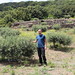Bonzai style olive trees? • <a style="font-size:0.8em;" href="http://www.flickr.com/photos/62152544@N00/14434236163/" target="_blank">View on Flickr</a>