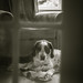 Kramer, a Sanctuary dog • <a style="font-size:0.8em;" href="https://www.flickr.com/photos/67363961@N00/14682267623/" target="_blank">View on Flickr</a>