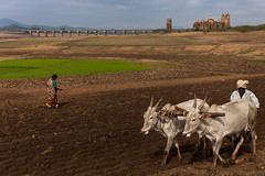 Agriculture, Shettihalli