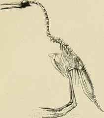 Anglų lietuvių žodynas. Žodis compsognathus reiškia <li>compsognathus</li> lietuviškai.