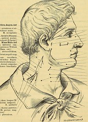 Anglų lietuvių žodynas. Žodis nervus facialis reiškia nervų facialis lietuviškai.