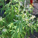 Aloysia citriodora: "Citronella" • <a style="font-size:0.8em;" href="http://www.flickr.com/photos/62152544@N00/14411202231/" target="_blank">View on Flickr</a>
