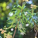 Euphorbia spp.: "tassu" • <a style="font-size:0.8em;" href="http://www.flickr.com/photos/62152544@N00/14412127244/" target="_blank">View on Flickr</a>
