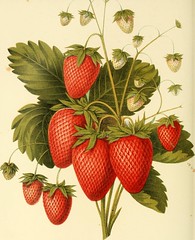 Anglų lietuvių žodynas. Žodis scarlet strawberry reiškia scarlet braškių lietuviškai.