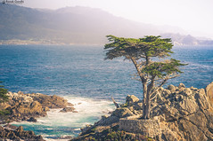 Lone Cypress • <a style="font-size:0.8em;" href="http://www.flickr.com/photos/41711332@N00/14985428229/" target="_blank">View on Flickr</a>