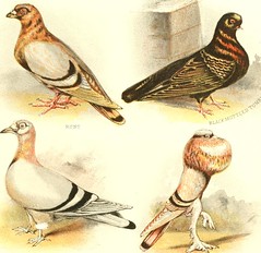 Anglų lietuvių žodynas. Žodis pigeon-pair reiškia balandžių pora lietuviškai.
