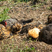 Chickens And Dirt • <a style="font-size:0.8em;" href="http://www.flickr.com/photos/26088968@N02/18381495254/" target="_blank">View on Flickr</a>