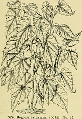 Anglų lietuvių žodynas. Žodis begonia erythrophylla reiškia begonija eritrofilija lietuviškai.