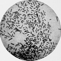 Anglų lietuvių žodynas. Žodis nitrite bacterium reiškia nitritų ir bakterijų lietuviškai.