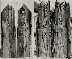 Anglų lietuvių žodynas. Žodis dry-wood termite reiškia sausos medienos termitas lietuviškai.