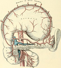 Anglų lietuvių žodynas. Žodis right gastric artery reiškia teisė skrandžio arterijos lietuviškai.