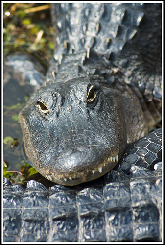 Alligator • <a style="font-size:0.8em;" href="http://www.flickr.com/photos/21237195@N07/15173743607/" target="_blank">View on Flickr</a>