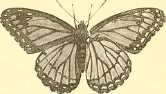 Anglų lietuvių žodynas. Žodis four-footed butterfly reiškia keturi-kojis drugelis lietuviškai.