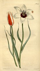 Anglų lietuvių žodynas. Žodis tulipa clusiana reiškia <li>tulipa clusiana</li> lietuviškai.