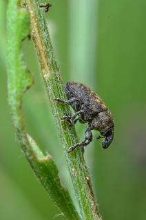 Knapweed Seedhead Weevil