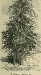 Anglų lietuvių žodynas. Žodis papaw tree reiškia papaw medis lietuviškai.