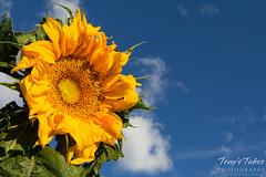 Bright yellow sunflowers beneath a blue Colorado sky