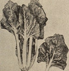 Anglų lietuvių žodynas. Žodis spinacia oleracea reiškia <li>spinacia oleracea</li> lietuviškai.