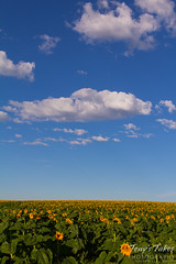Bright yellow sunflowers beneath a blue Colorado sky