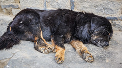 Тибетская собака