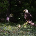 Eagles • <a style="font-size:0.8em;" href="http://www.flickr.com/photos/26088968@N02/14405788418/" target="_blank">View on Flickr</a>