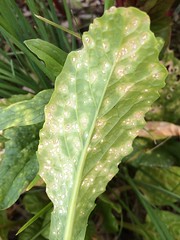 Anglų lietuvių žodynas. Žodis leaf mustard reiškia lapinės garstyčios lietuviškai.