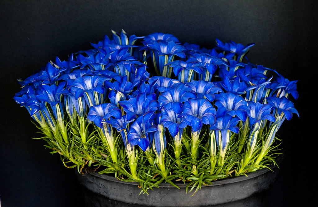 Gentiana 'The Caley'
