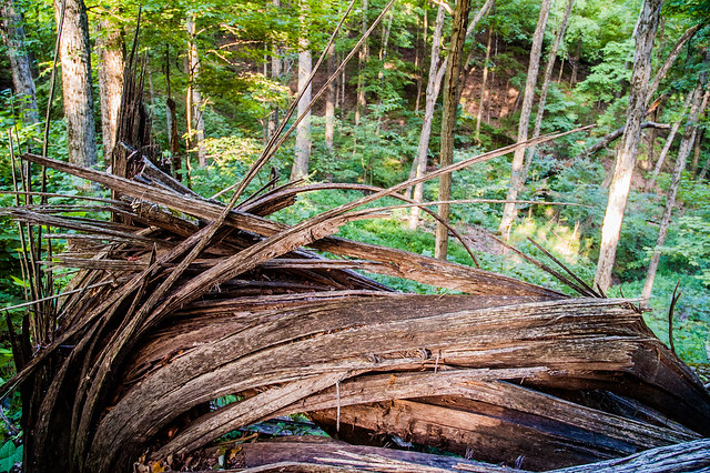 Hitz-Rhodehamel Nature Woods - July 24, 2014