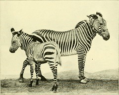 Anglų lietuvių žodynas. Žodis common zebra reiškia bendras zebra lietuviškai.
