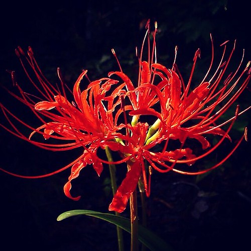 Lycoris radiata. Red spider lily. Higanbana. Autumn Equinox flower. In hanakotoba, the Japanese language of flowers, red spider lilies are associated with loss, longing, abandonment and lost memories. As legend has it, if you meet a person you'll never se