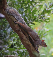Squirrel Pegwell Garden