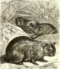Anglų lietuvių žodynas. Žodis rat chinchilla reiškia žiurkės šinšilų lietuviškai.