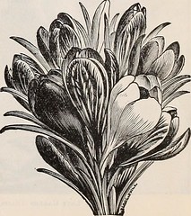 Anglų lietuvių žodynas. Žodis checkered daffodil reiškia languotas narcizas lietuviškai.