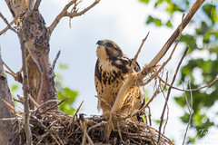 A juvenile Swainson's Hawk in its nest
