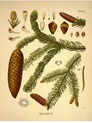 Anglų lietuvių žodynas. Žodis norway spruce reiškia paprastoji eglė lietuviškai.