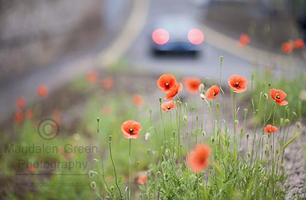 Poppies and Car Lights  - Cool Combination of Reds - Dundee Scotland