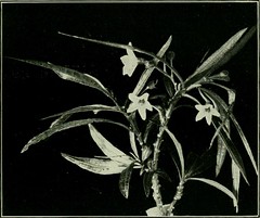 Anglų lietuvių žodynas. Žodis solanum aviculare reiškia <li>Solanum aviculare</li> lietuviškai.