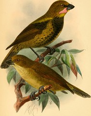 Anglų lietuvių žodynas. Žodis passerine reiškia zool.  a žvirblių, žvirblinis  n žvirblinių būrio paukštis lietuviškai.