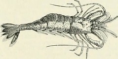 Anglų lietuvių žodynas. Žodis genus pachycephala reiškia genties pachycephala lietuviškai.