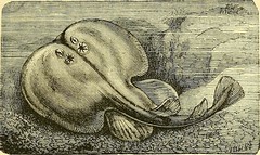 Anglų lietuvių žodynas. Žodis cramp-fish reiškia mėšlunginė žuvis lietuviškai.