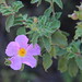 Cistus creticus • <a style="font-size:0.8em;" href="http://www.flickr.com/photos/62152544@N00/14226786070/" target="_blank">View on Flickr</a>
