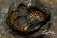 Speleomantes italicus - Geotritone italiano - Italian cave salamander