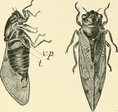 Anglų lietuvių žodynas. Žodis dog-day cicada reiškia šuo-dieną cikada lietuviškai.